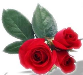 Rosa rosa rosam